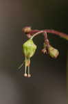 Alumroot